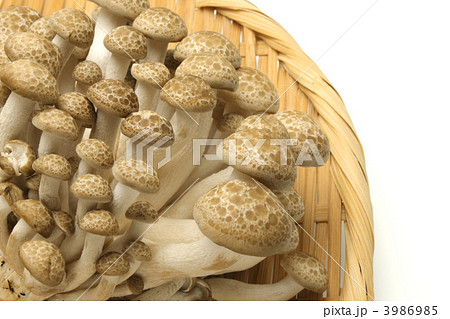 ぶなしめじ 3986985
