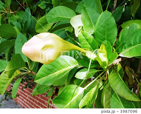 巨大な花、カップ　オブ　ゴールド 3987096