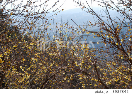 秩父 長瀞 宝登山の蝋梅 秩父 長瀞 宝登山の蝋梅 3987342