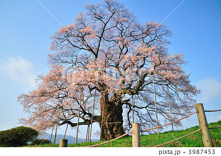 醍醐桜 醍醐桜 3987453