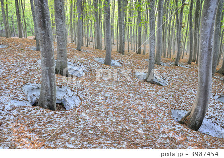 ブナ林の春 3987454
