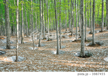 美人林の春 3987455