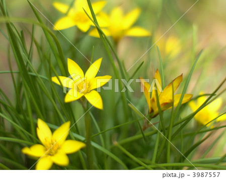 セロウィアナム イエイオン の写真素材 セロウィアナム イエイオン の写真素材