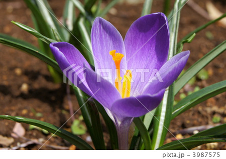 クロッカス(紫) クロッカス(紫) 3987575