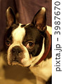 犬です。 3987670