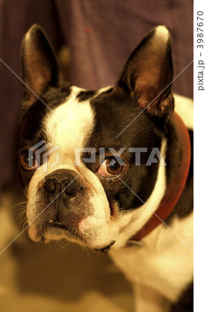 犬です。 犬です。 3987670