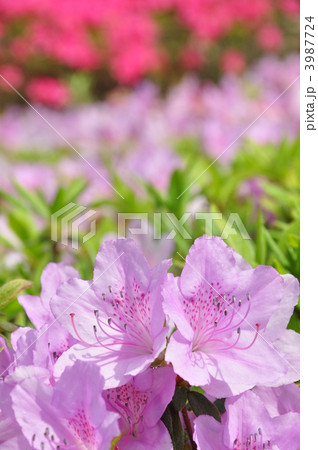 キシツツジ 3987724