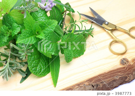 ハーブの収穫 3987773