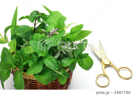 ハーブの収穫 3987780
