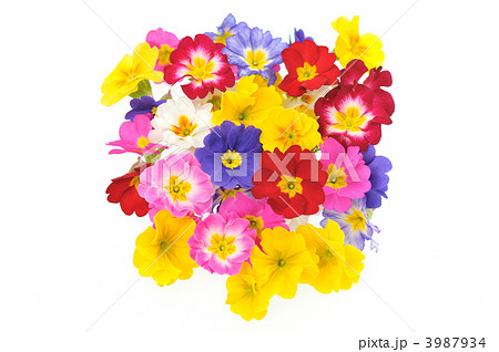 カラフルな花 プリムラ 背景素材イメージに の写真素材