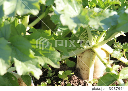 畑の大根 3987944