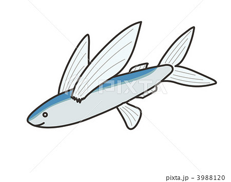 トビウオ 3988120