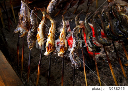 川魚の塩焼き1 3988246