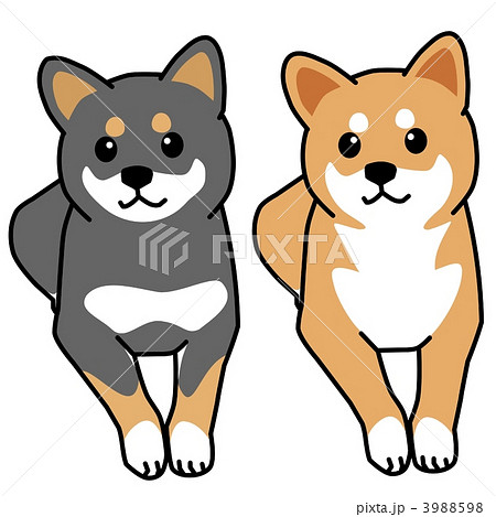 かわいい 柴犬 犬 イラスト