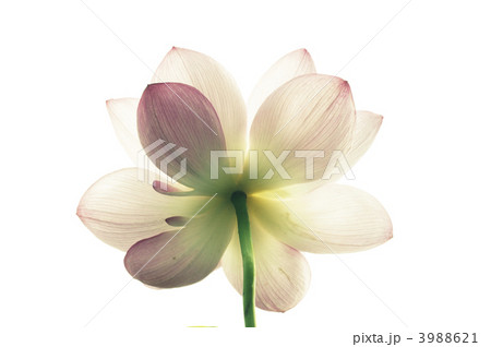 天上の花 3988621