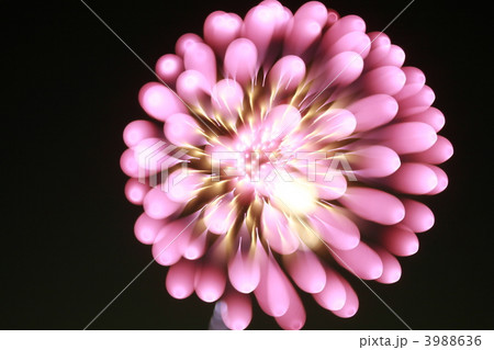 夜牡丹 夜牡丹 3988636