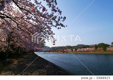 春の宇治川塔の島と朝霧橋 春の宇治川塔の島と朝霧橋 3988925
