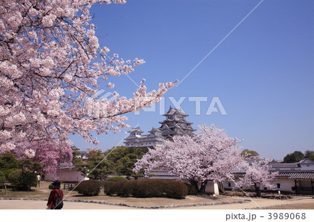 姫路城と桜 3989068