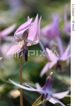 カタクリの花 カタクリの花 3989271