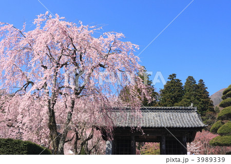 光前寺の枝垂れ桜 3989339
