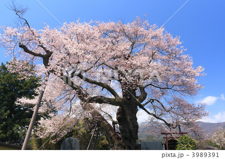 中曽根の権現桜 3989391