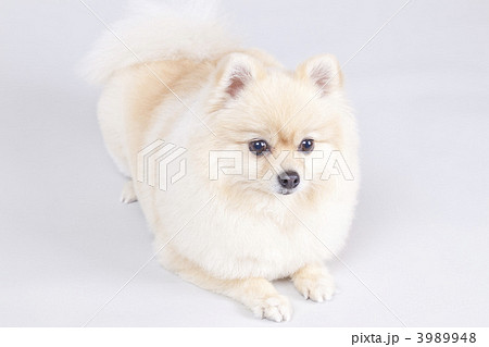ポメラニアン 3989948