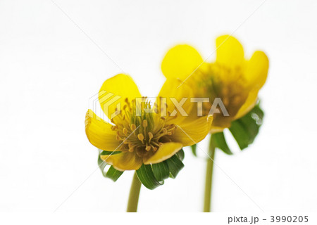 黄花節分草 黄花節分草 3990205