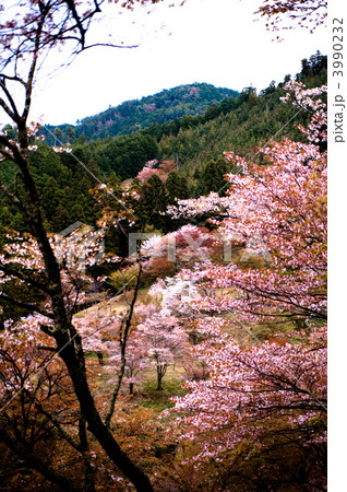吉野山 吉野山 3990232
