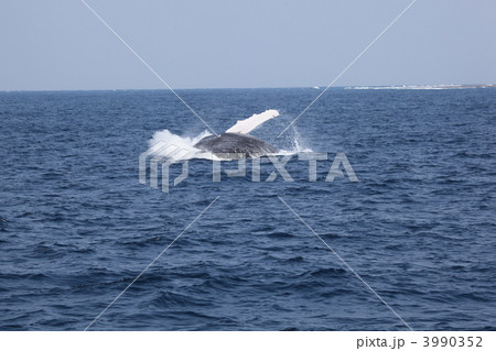 クジラ ザトウクジラ ブリーチ 沖縄 海 哺乳類 クジラ ザトウクジラ ブリーチ 沖縄 海 哺乳類 3990352
