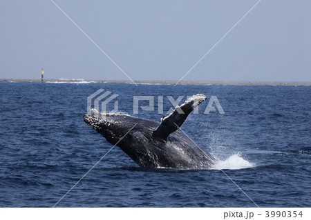クジラ ザトウクジラ ブリーチ 沖縄 海 哺乳類 クジラ ザトウクジラ ブリーチ 沖縄 海 哺乳類 3990354