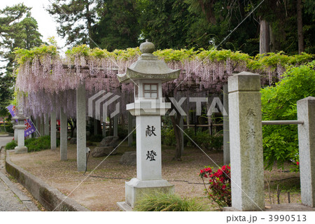 三大神社の藤棚 三大神社の藤棚 3990513