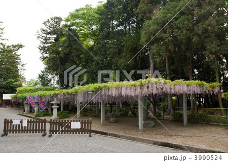 三大神社の藤棚 3990524