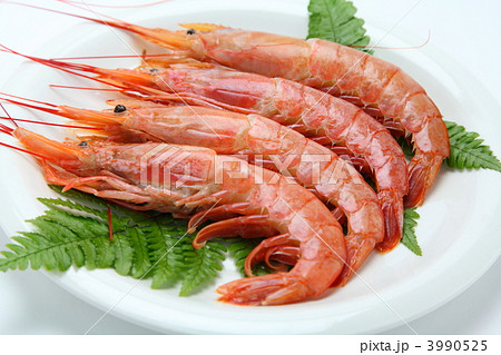 赤えび　よこ 3990525