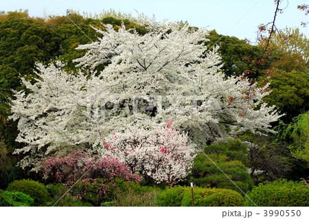 湖南処理場のヤマザクラ、源平桃満開 湖南処理場のヤマザクラ、源平桃満開 3990550