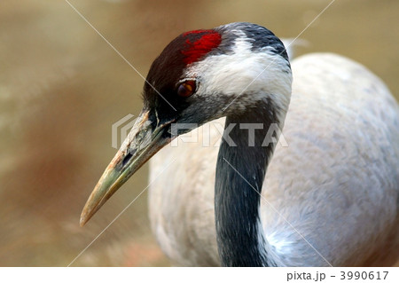 タンチョウ鶴 3990617