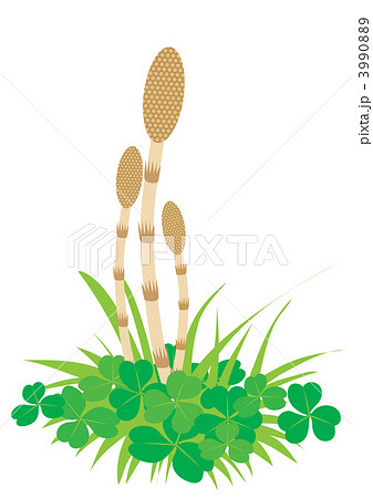 つくしとクローバー 3990889