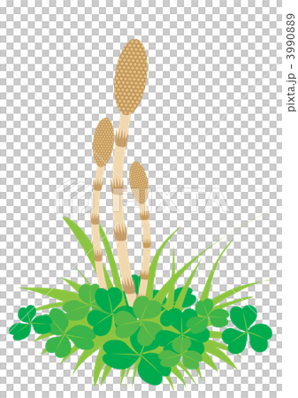 つくしとクローバー 3990889