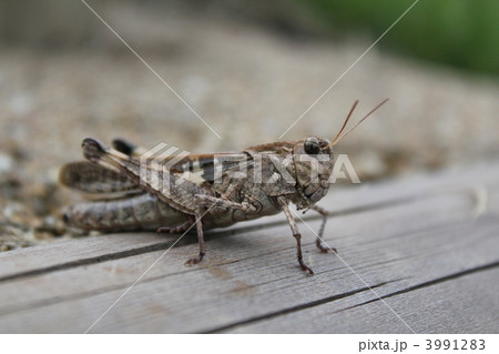 クルマバッタモドキ 3991283