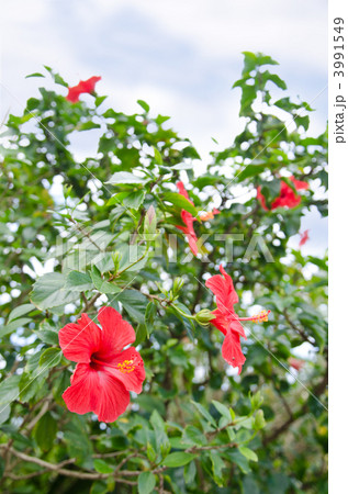 ハイビスカス 3991549