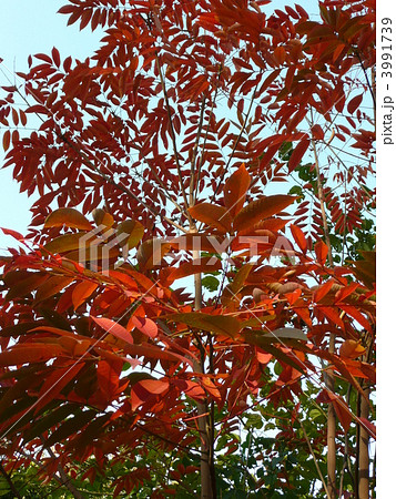 ハゼノキ 3991739