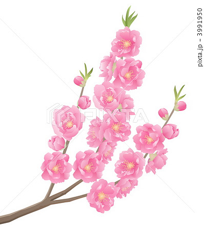 桃の花のイラスト素材 3991950 Pixta