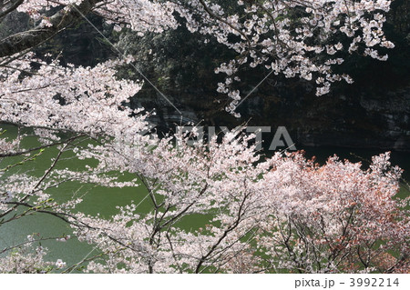 桜淵公園の桜 3992214