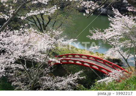 桜淵公園の桜 3992217