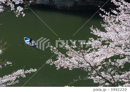 桜淵公園の桜 3992220
