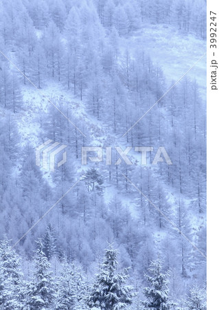 樹氷林 3992247