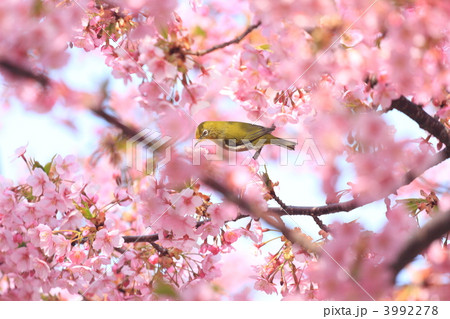 メジロと河津桜 3992278