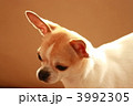 チワワ 3992305
