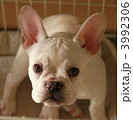 フレンチブルドッグ 3992306
