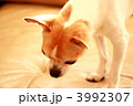 チワワ 3992307