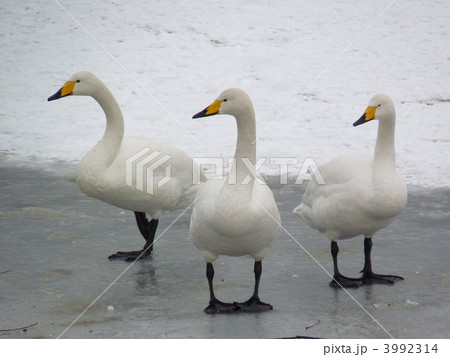 高松の池の白鳥１ 3992314